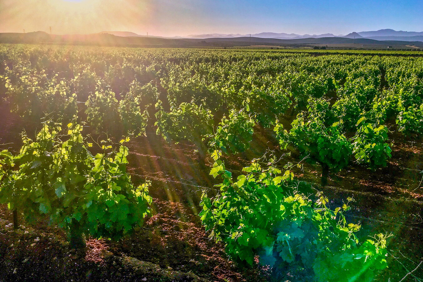 Bodegas Carpe Diem Málaga