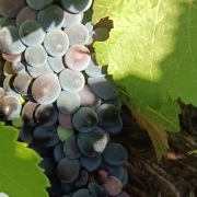 La vendimia de moscatel morisco en Bodegas Carpe Diem se adelanta por la sequía