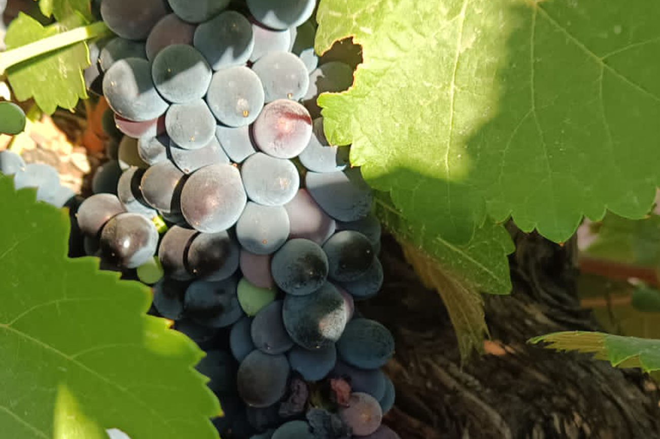 La vendimia de moscatel morisco en Bodegas Carpe Diem se adelanta por la sequía