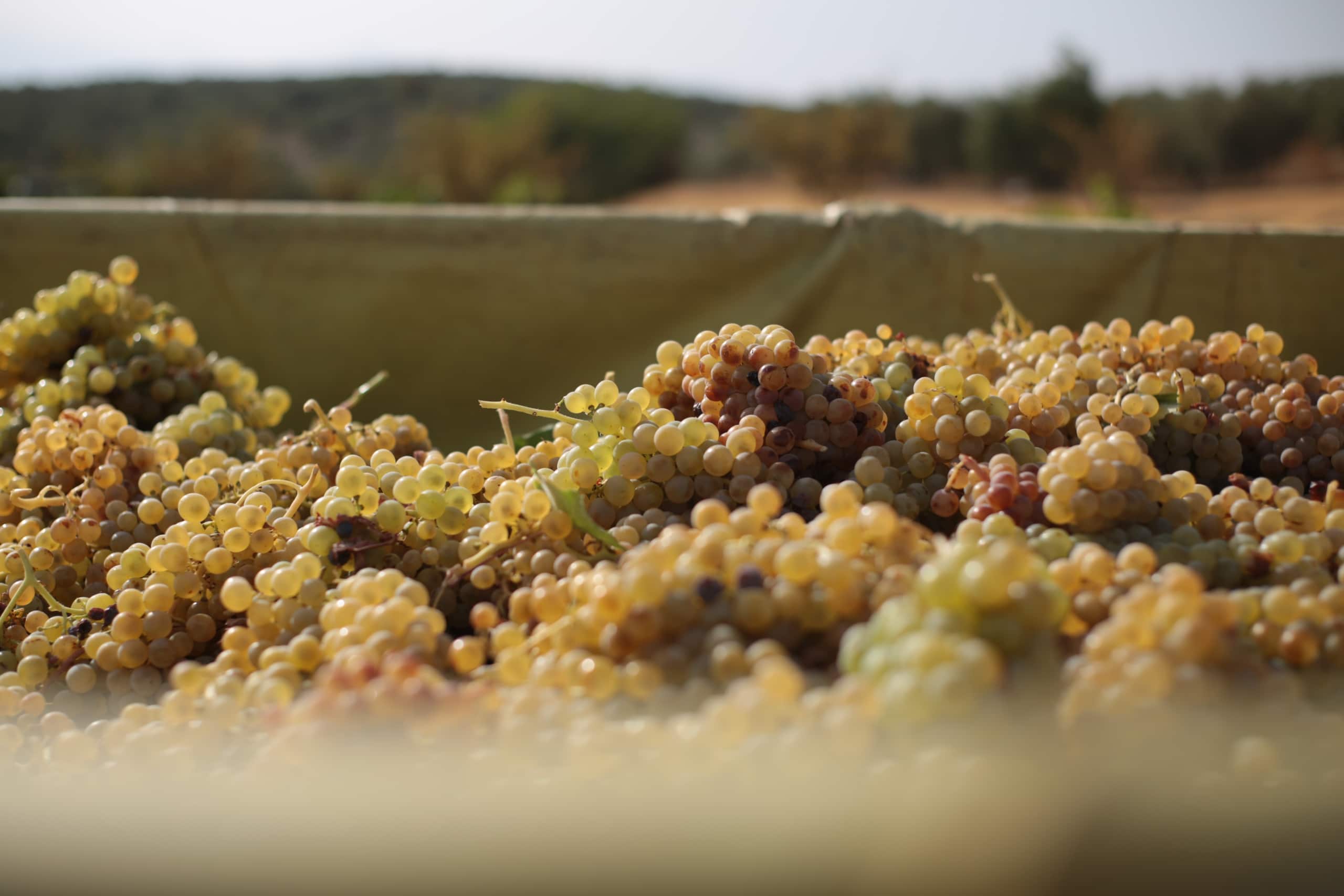 Rutas de Enoturismo en Málaga: Visita a Bodegas Carpe Diem