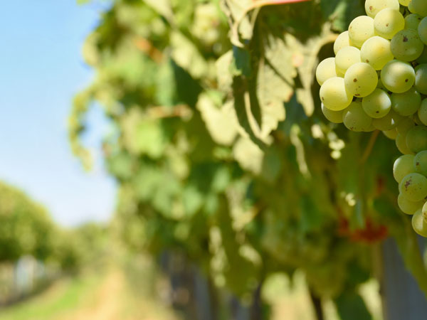 viñas de málaga