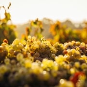uvas tipicas de malaga