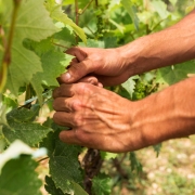 ¿Cómo se produce el vino dulce de Málaga?