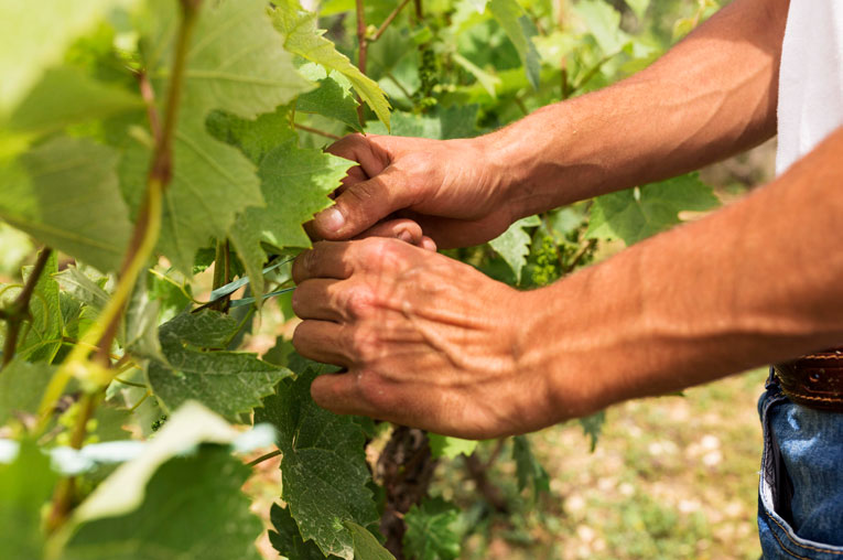 ¿Cómo se produce el vino dulce de Málaga?